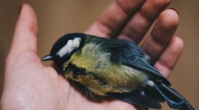 hand holding a small dead bird